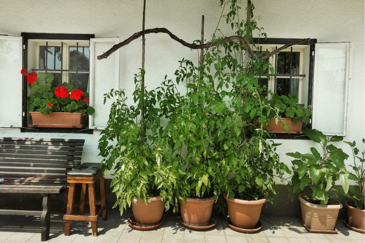House, Garden And A Green Cat เบลด ภายนอก รูปภาพ